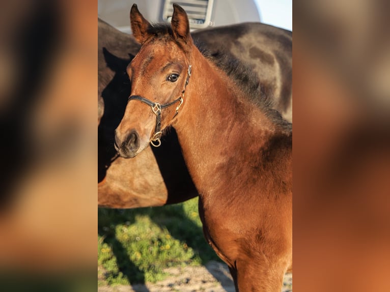 Oldenburg-International (OS) Mare Foal (03/2026) Brown in Hiddenhausen