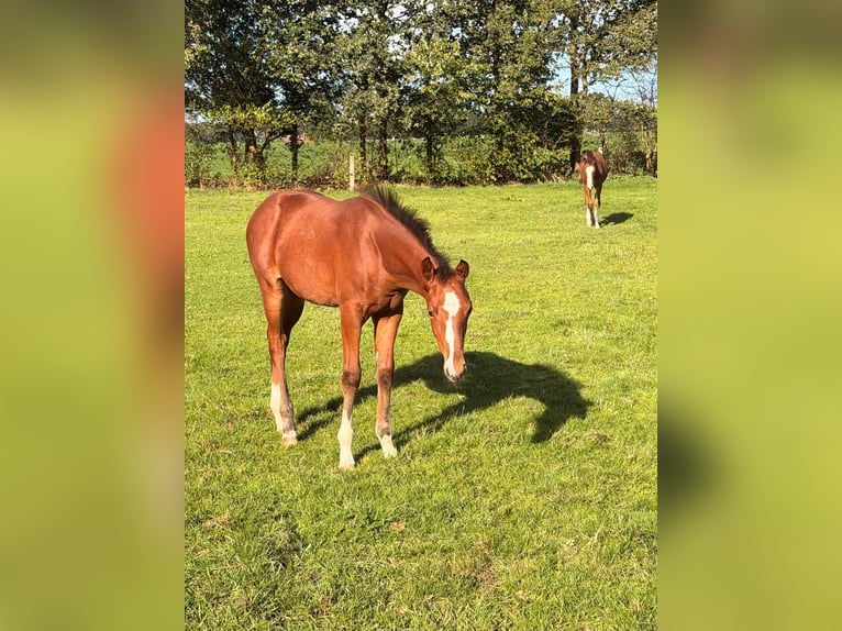 Oldenburg-International (OS) Mare Foal (06/2026) Brown in Sandbostel