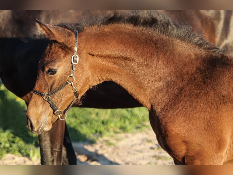 Oldenburg-International (OS) Mare Foal (03/2026) Brown in Hiddenhausen