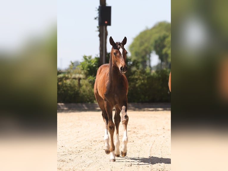 Oldenburg-International (OS) Mare Foal (04/2025) Brown in Wierden