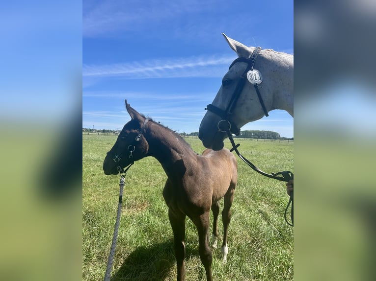 Oldenburg-International (OS) Mare Foal (05/2026) Can be white in Rastede
