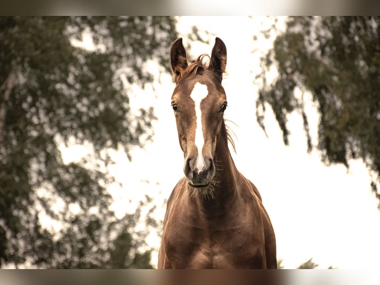 Oldenburg-International (OS) Mare Foal (05/2025) Chestnut-Red in Bentwisch