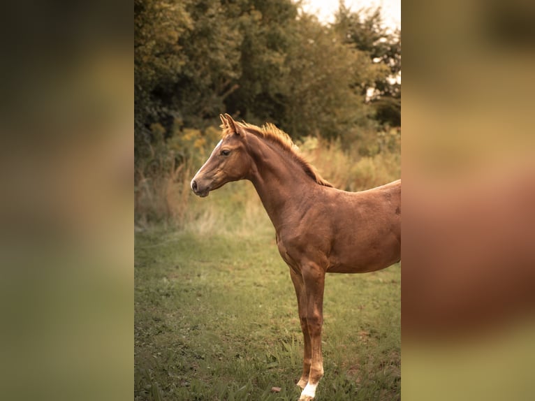 Oldenburg-International (OS) Mare Foal (05/2025) Chestnut-Red in Bentwisch
