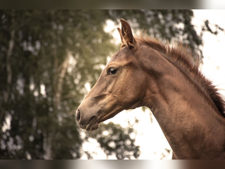 Oldenburg-International (OS) Mare Foal (05/2025) Chestnut-Red in Bentwisch