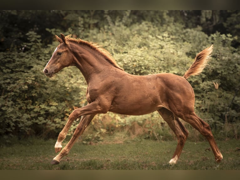 Oldenburg-International (OS) Mare Foal (05/2025) Chestnut-Red in Bentwisch
