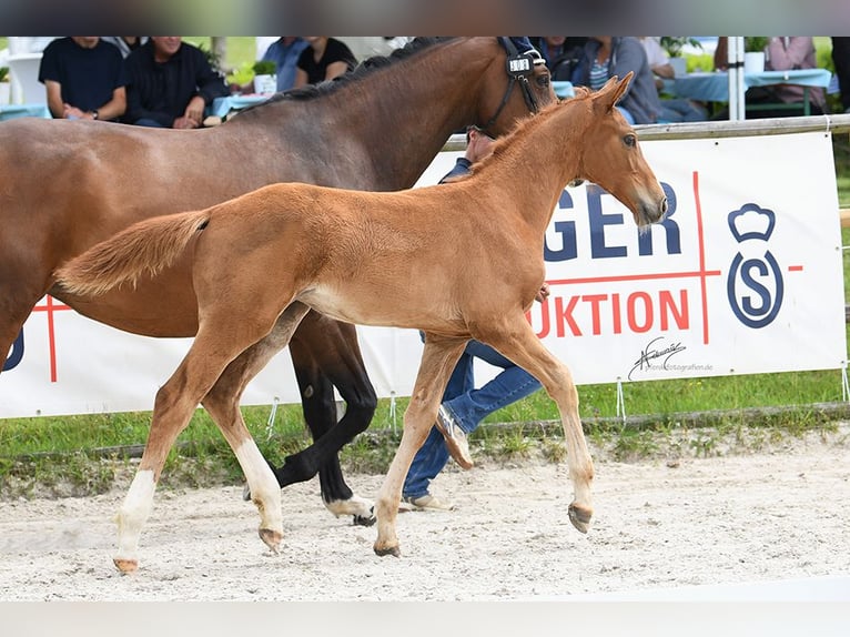 Oldenburg-International (OS) Mare Foal (03/2025) Chestnut-Red in Helferskirchen