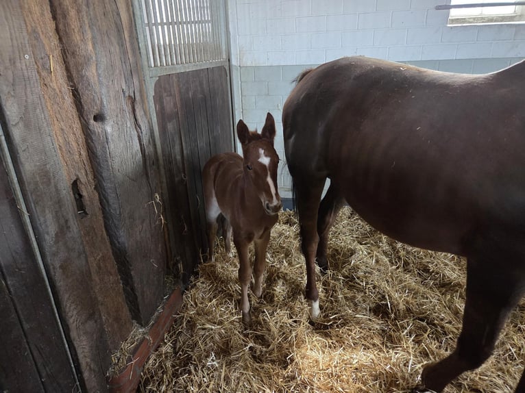Oldenburg-International (OS) Mare Foal (03/2026) Chestnut-Red in Löningen