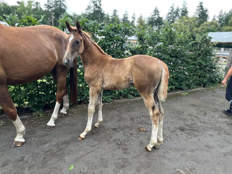 Oldenburg-International (OS) Mare Foal (04/2025) Chestnut in Seetz