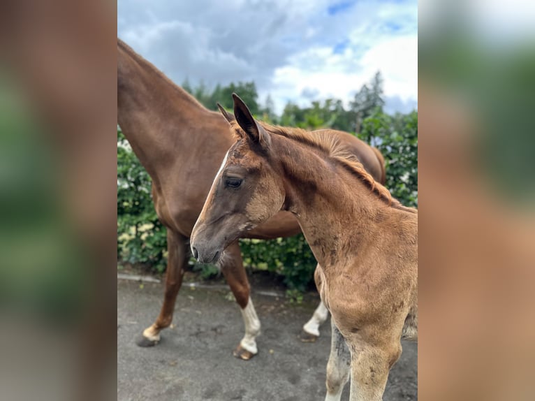 Oldenburg-International (OS) Mare Foal (04/2025) Chestnut in Seetz