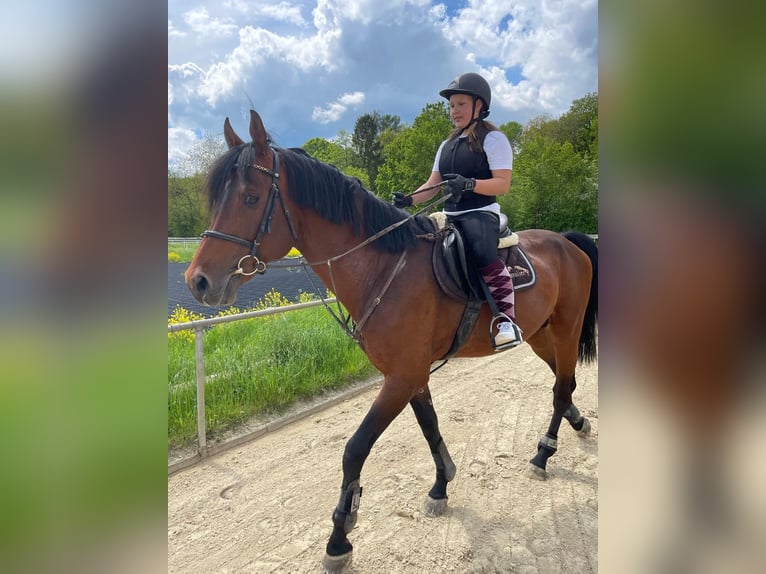 Oldenburg-International (OS) Stallion 13 years 16,3 hh Brown in Quierschied Oldenburg-International (OS) Stallion 13 years 16,3 hh Brown in Quierschied