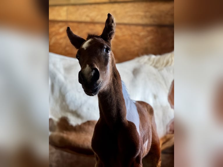Oldenburg-International (OS) Stallion 1 year 16.2 hh Tobiano-all-colors in Dojazdów