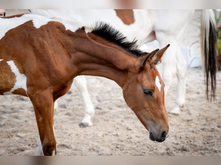 Oldenburg-International (OS) Stallion 1 year 16.2 hh Tobiano-all-colors in Dojazdów