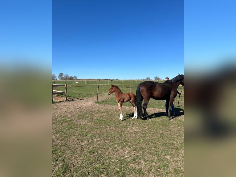 Oldenburg-International (OS) Stallion 1 year 16,2 hh Brown in Bramsche