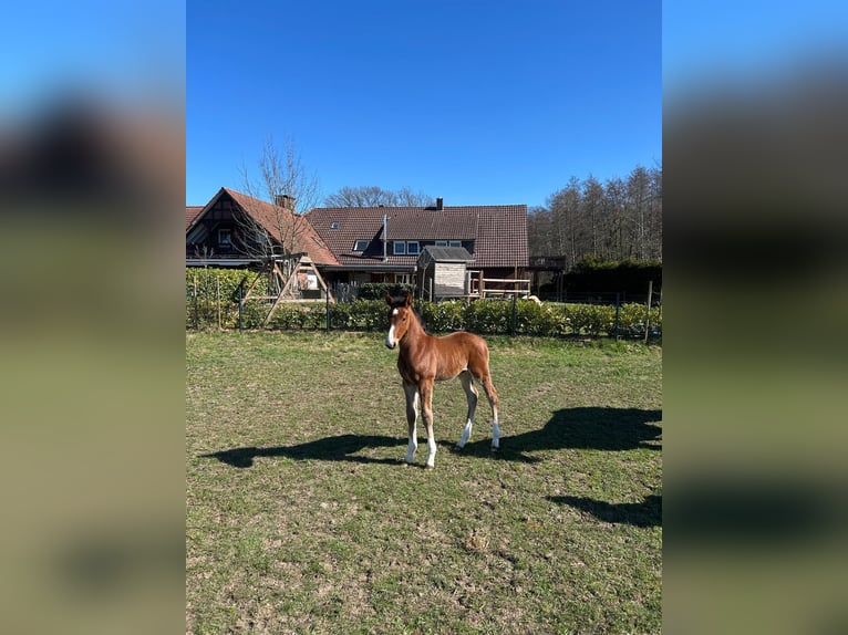 Oldenburg-International (OS) Stallion 1 year 16,2 hh Brown in Bramsche