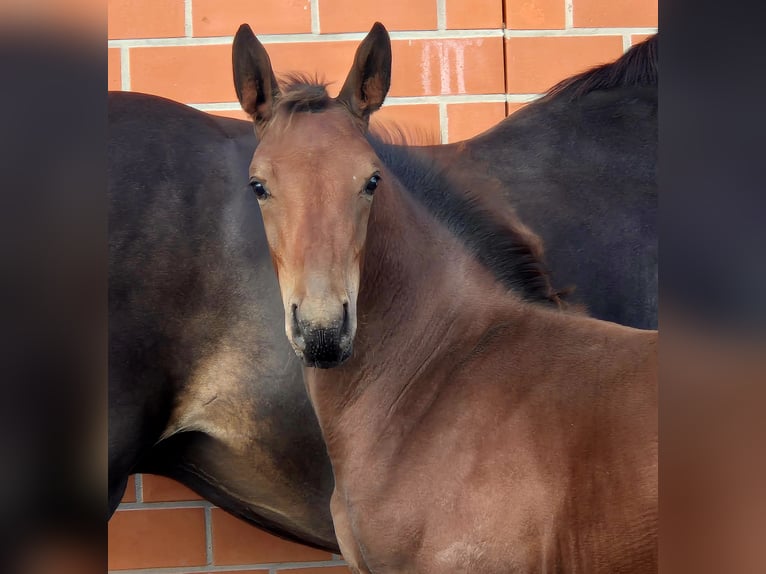 Oldenburg-International (OS) Stallion 1 year 16,2 hh Brown in Ochtersum