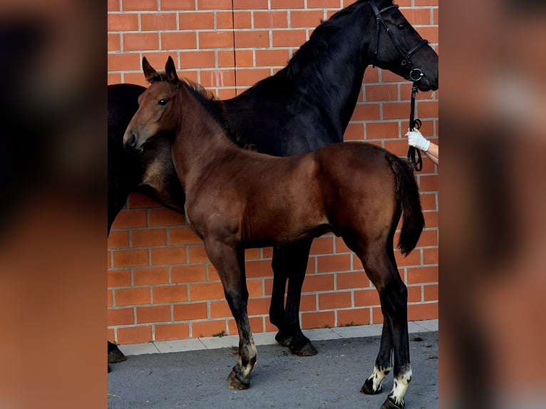 Oldenburg-International (OS) Stallion 1 year 16,2 hh Brown in Ochtersum