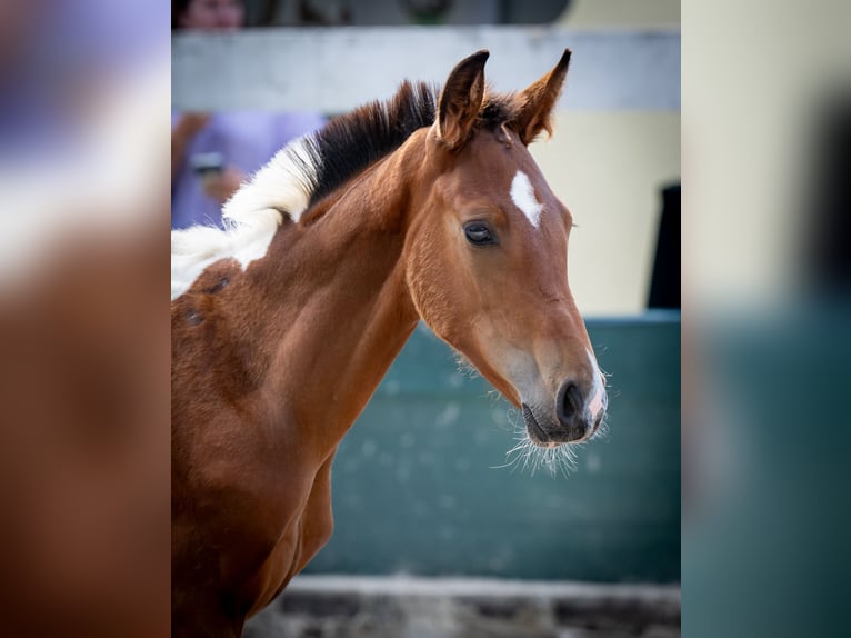 Oldenburg-International (OS) Stallion 1 year 16,2 hh Tobiano-all-colors in Dojazdów