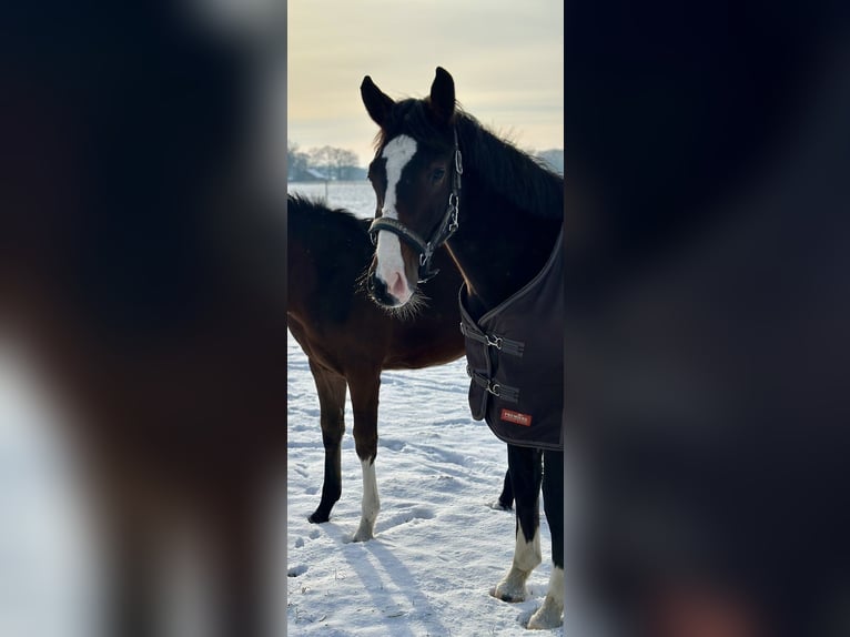Oldenburg-International (OS) Stallion 1 year 16,3 hh Bay-Dark in Lohne (Oldenburg)Lohne