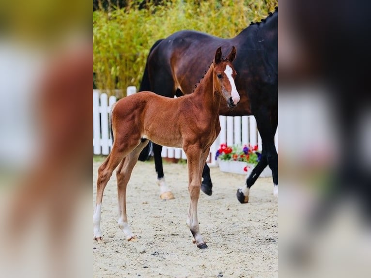 Oldenburg-International (OS) Stallion 1 year 16,3 hh Brown in Lohne (Oldenburg)