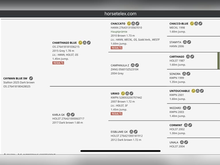 Oldenburg-International (OS) Stallion 1 year 16,3 hh Can be white in Peheim