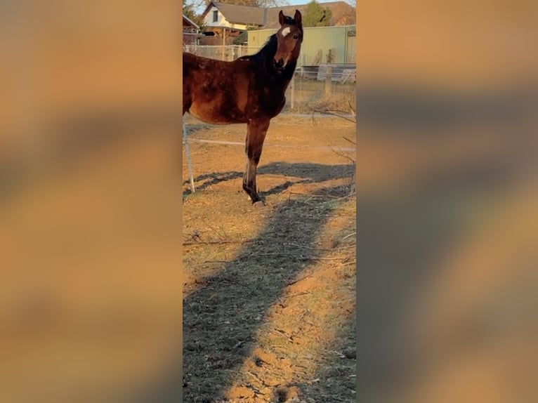 Oldenburg-International (OS) Stallion 1 year 17 hh Brown in Weißendorf
