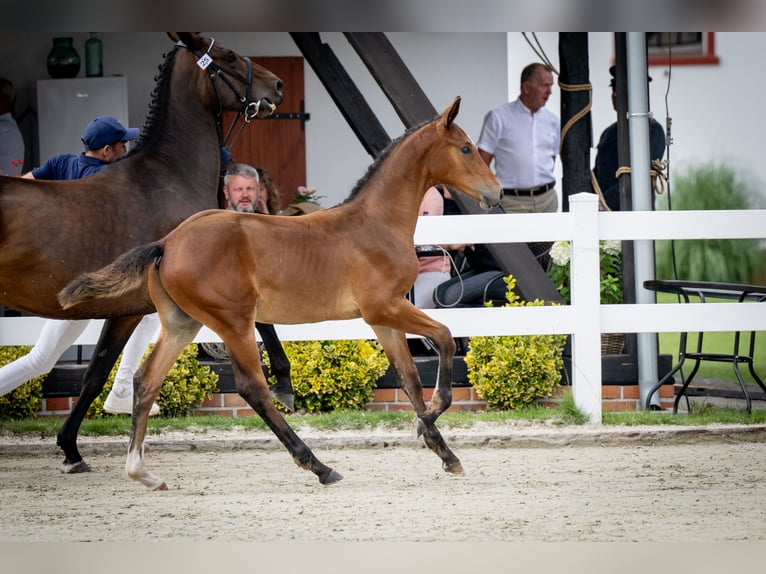 Oldenburg-International (OS) Stallion 1 year Bay in Toruń