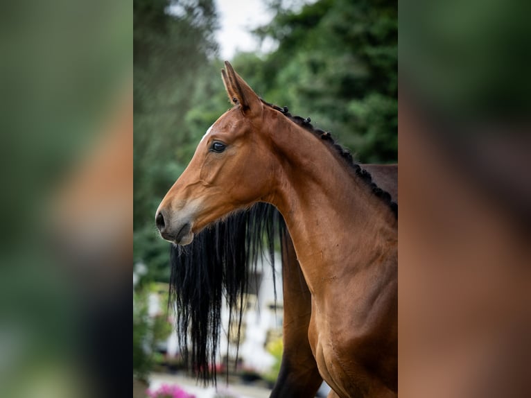 Oldenburg-International (OS) Stallion 1 year Bay in Toruń