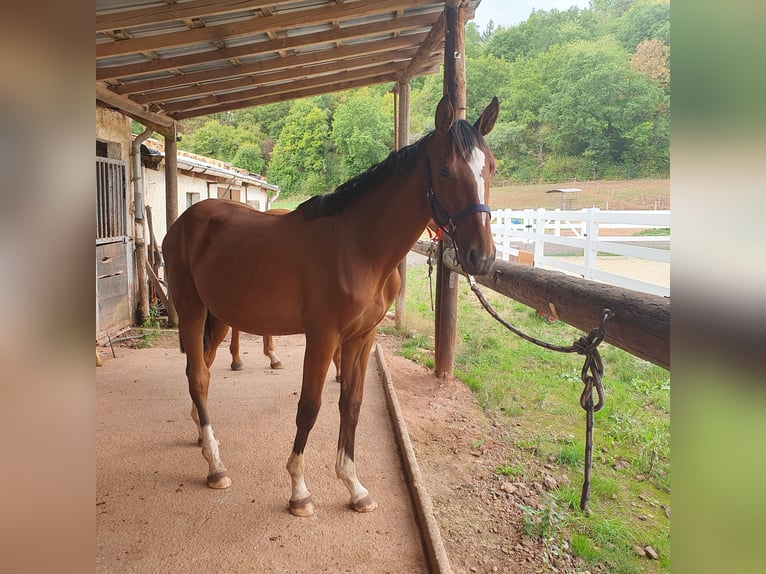 Oldenburg-International (OS) Stallion 1 year Brown in Bausendorf