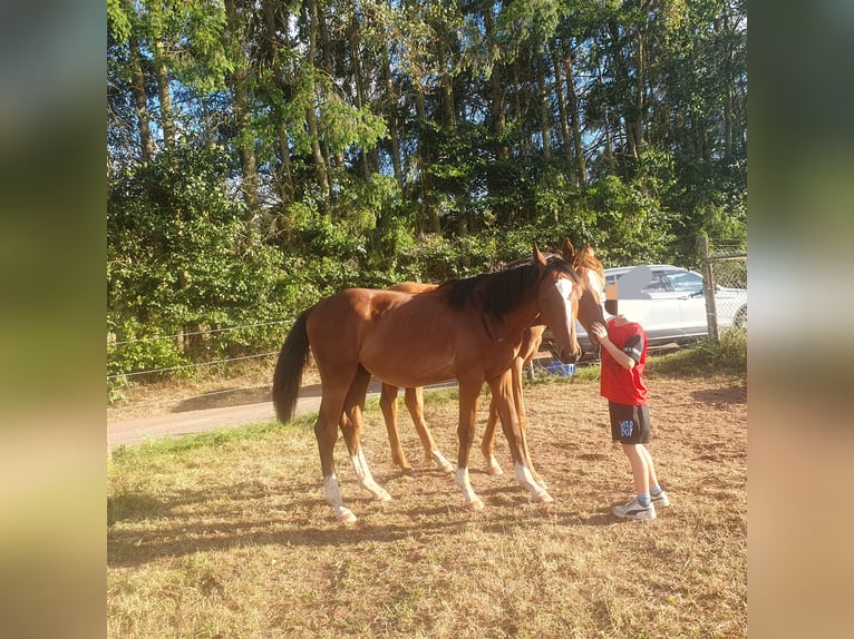 Oldenburg-International (OS) Stallion 1 year Brown in Bausendorf