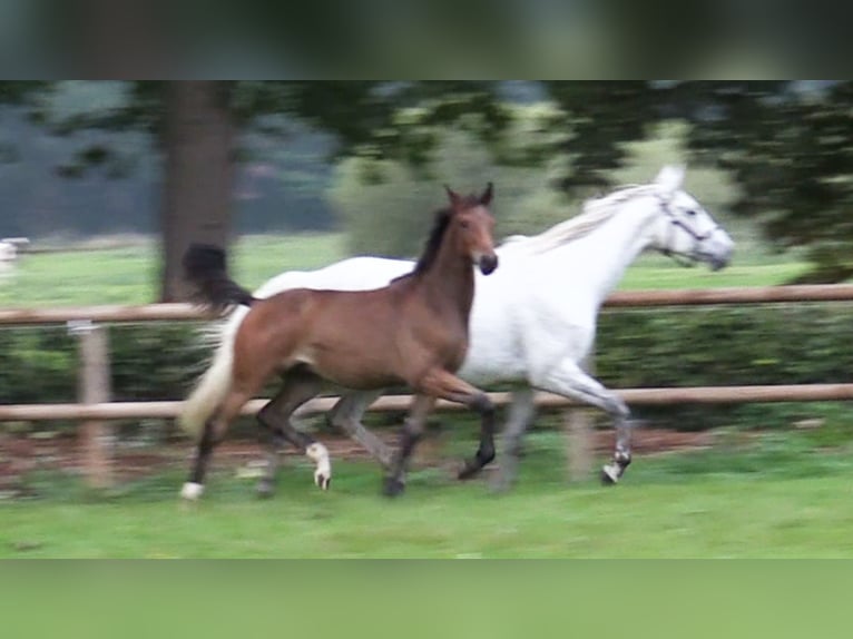 Oldenburg-International (OS) Stallion 1 year Brown in Cloppenburg