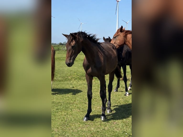 Oldenburg-International (OS) Stallion 1 year Brown in Georgsmarienhütte