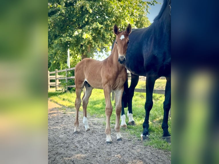 Oldenburg-International (OS) Stallion 1 year Brown in Löningen