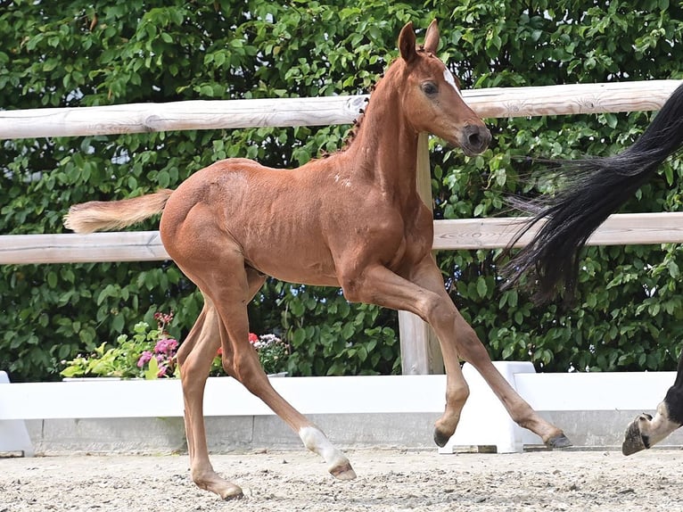 Oldenburg-International (OS) Stallion 1 year Can be white in Dahlenburg