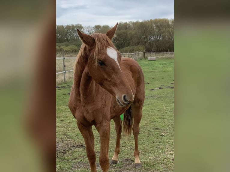 Oldenburg-International (OS) Stallion 1 year Chestnut-Red in Dahlenburg