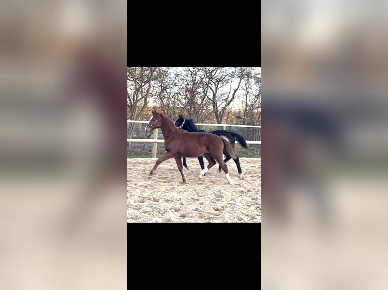 Oldenburg-International (OS) Stallion 1 year Chestnut-Red in Handewitt