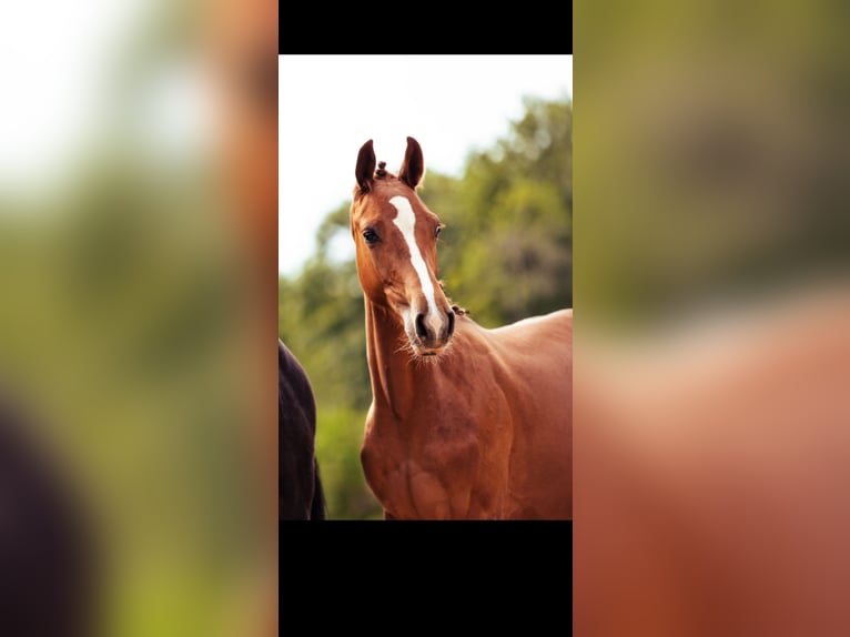 Oldenburg-International (OS) Stallion 1 year Chestnut-Red in Handewitt