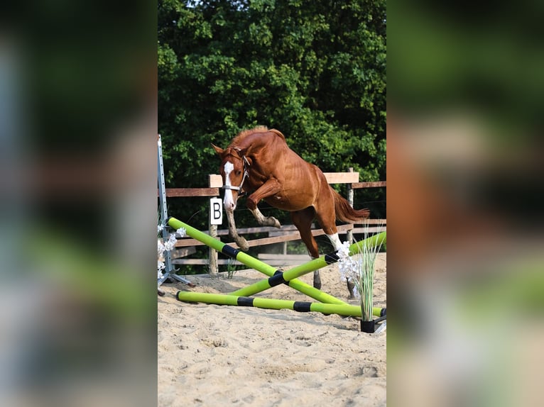 Oldenburg-International (OS) Stallion 1 year Chestnut-Red in Sdek