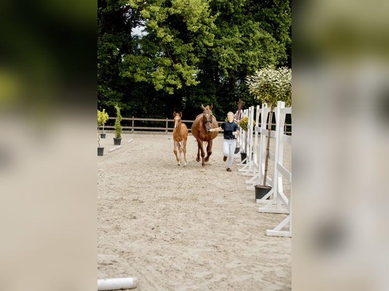 Oldenburg-International (OS) Stallion 1 year Chestnut-Red in Zülpich