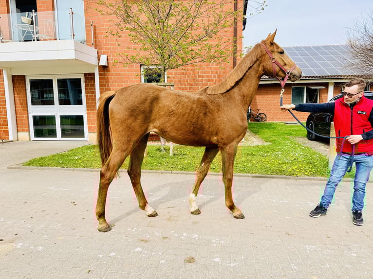 Oldenburg-International (OS) Stallion 1 year Chestnut-Red in Zülpich
