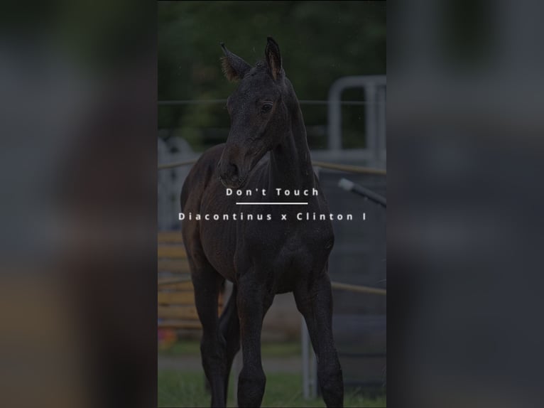 Oldenburg-International (OS) Stallion 1 year Grey-Dapple in Schmadebeck