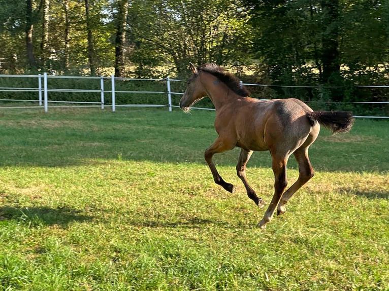 Oldenburg-International (OS) Stallion 1 year Grey in Ganderkesee