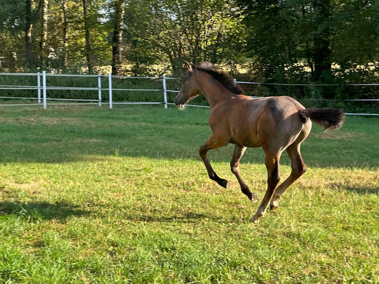 Oldenburg-International (OS) Stallion 1 year Grey in Ganderkesee