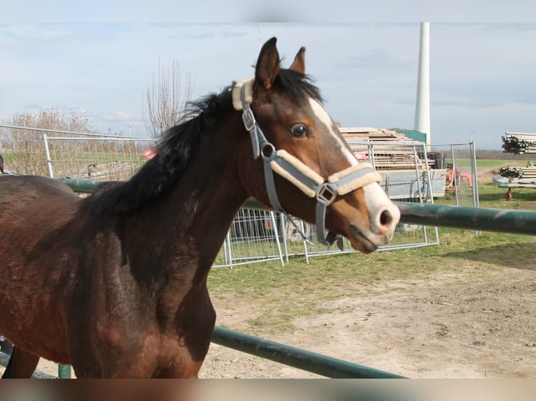 Oldenburg-International (OS) Stallion 2 years 15,1 hh Brown in Leopoldsdorf