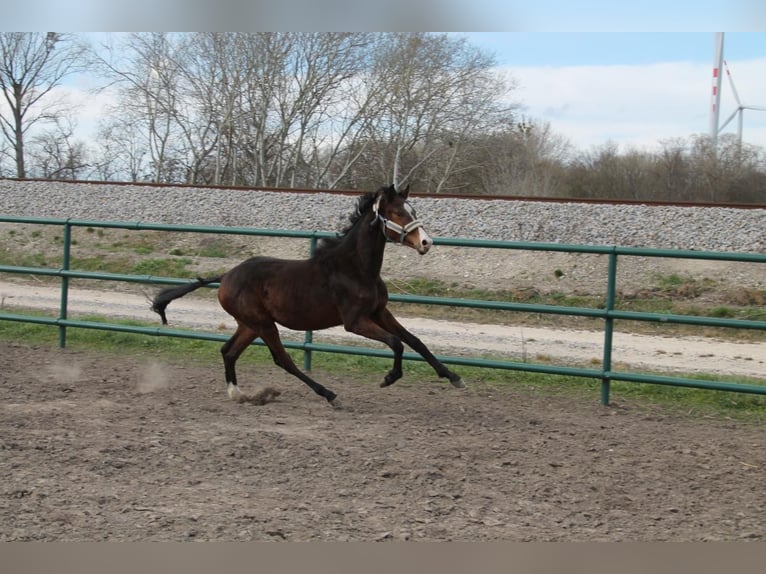 Oldenburg-International (OS) Stallion 2 years 15,1 hh Brown in Leopoldsdorf