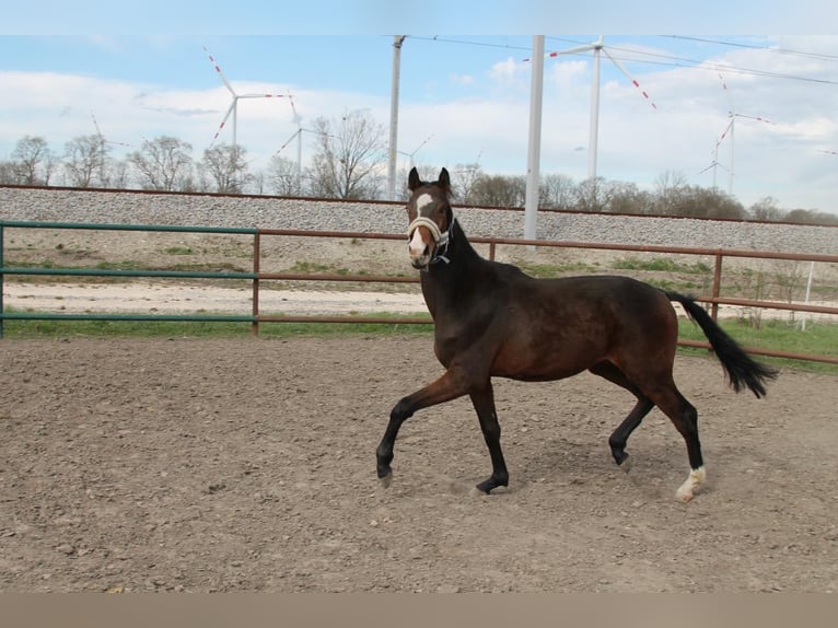Oldenburg-International (OS) Stallion 2 years 15,1 hh Brown in Leopoldsdorf