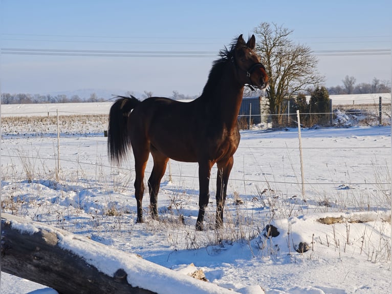 Oldenburg-International (OS) Stallion 2 years 15,2 hh Bay-Dark in Bennewitz
