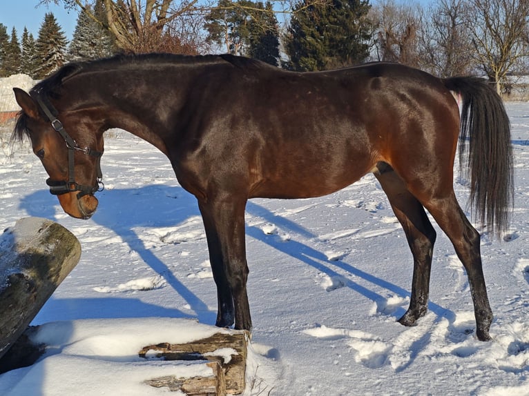 Oldenburg-International (OS) Stallion 2 years 15,2 hh Bay-Dark in Bennewitz