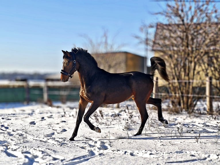 Oldenburg-International (OS) Stallion 2 years 15,2 hh Bay-Dark in Bennewitz