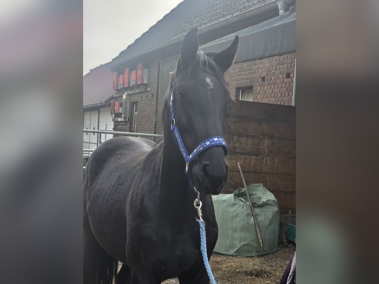 Oldenburg-International (OS) Stallion 2 years 16.2 hh Black in Dorsten