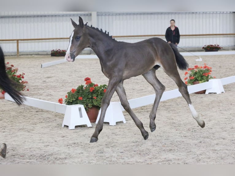 Oldenburg-International (OS) Stallion 2 years 16 hh Bay-Dark in Olomouc